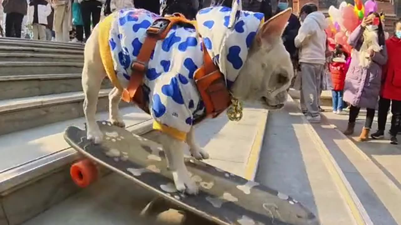 French Bulldog playing skateboard