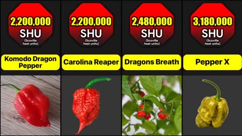 Hotest Peppers In The World | Comparison : What Are The Spiciest Peppers In The World