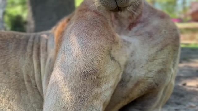 Do I look like a kangaroo