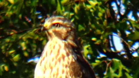 Hawk