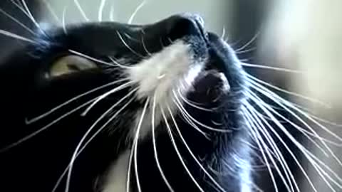 MY CAT SINGING