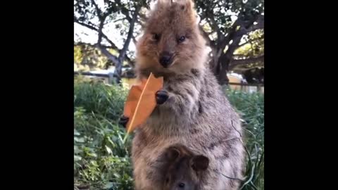 Best Of Funny Animal Videos