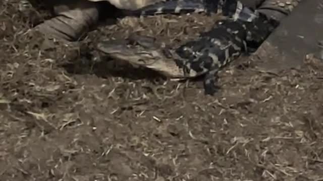 What kind of tortoise is that