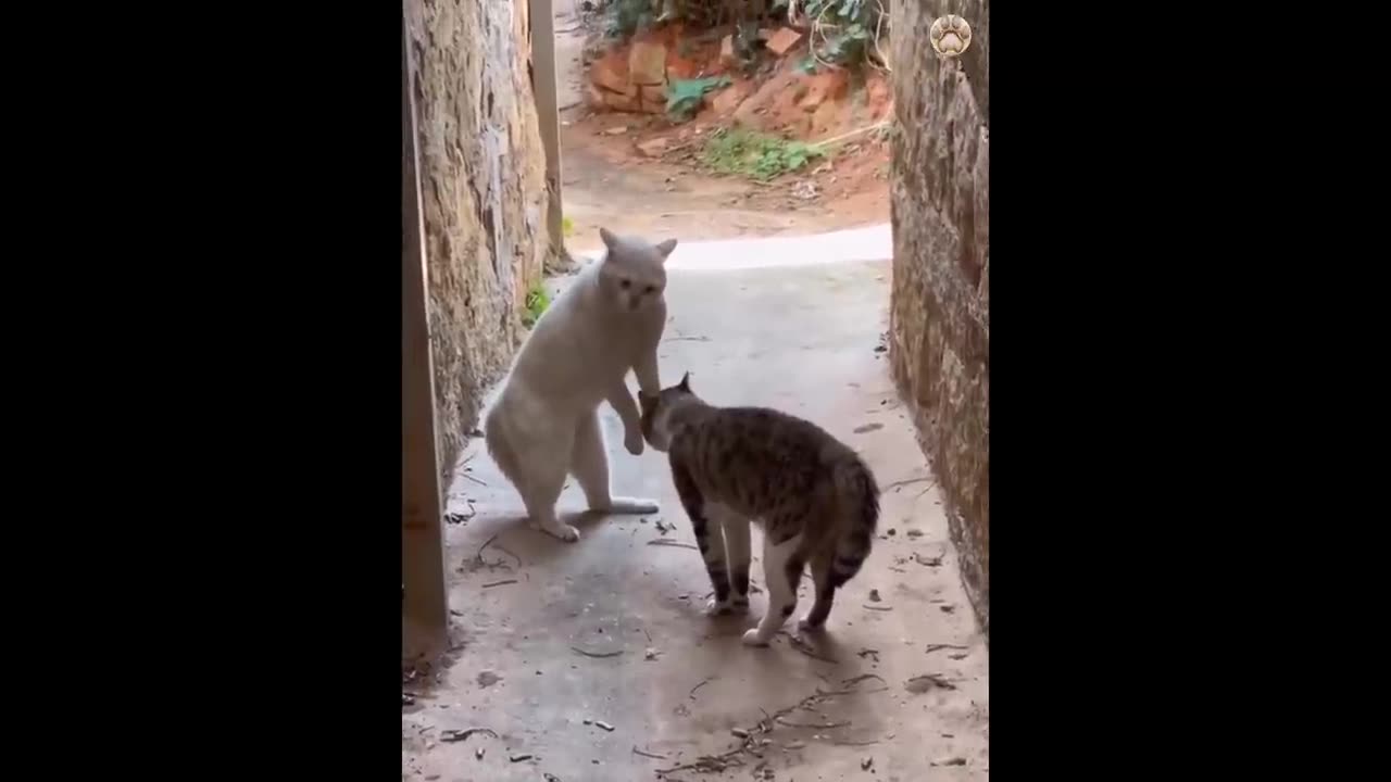 Funny cats 🤣🤣🤣🤣🤣🤣🤣🤣🤣