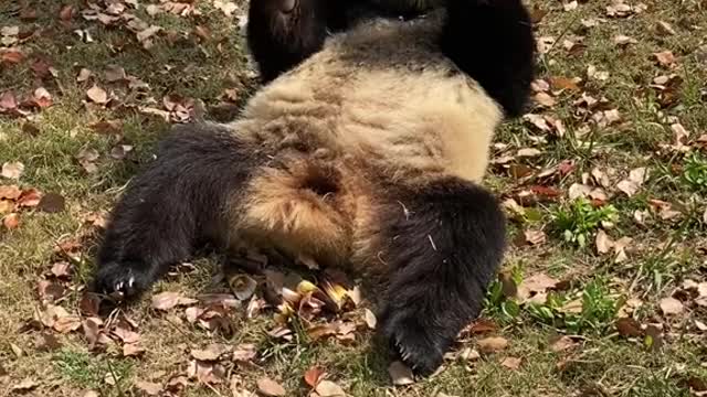 giant pandas