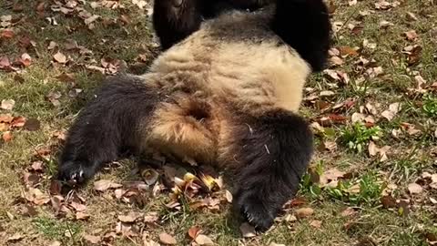 giant pandas