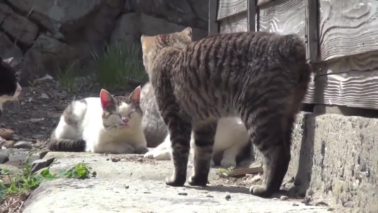 Cat Island in japan EP 1