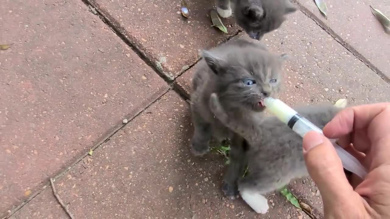 cute little kittens living in the backyard