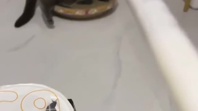 Human versus Cat