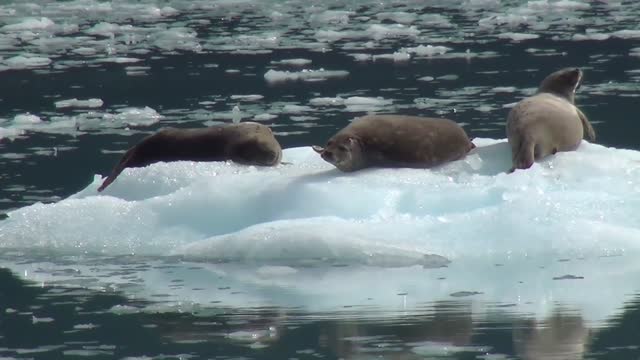 sea lions alaska