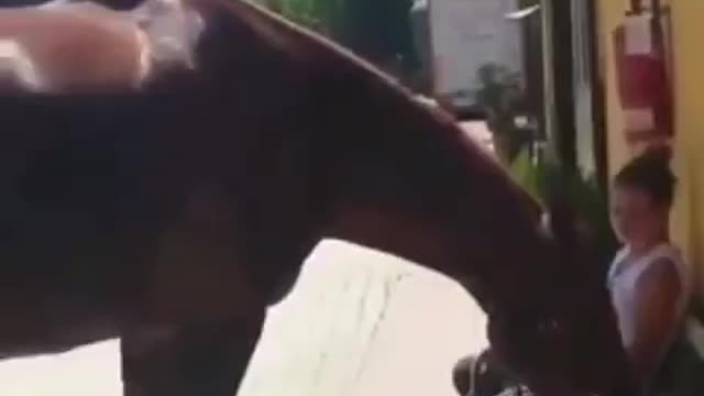 crazy horse 😂😂