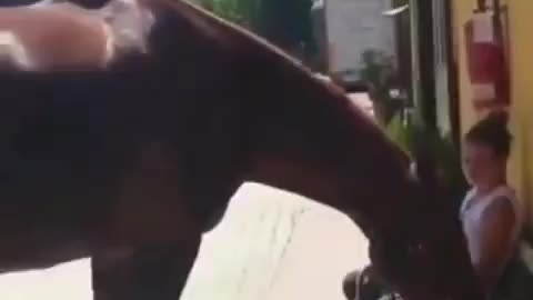 crazy horse 😂😂