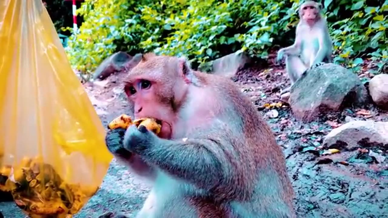 4K Quality Animal Footage - Monkeys Beautiful Scenes Episode 6 | Viral Monkey