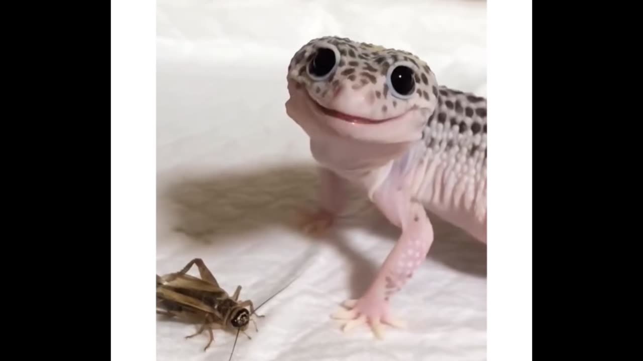 Adorable Lizard Shows Off Its Tiny Moves! 🦎