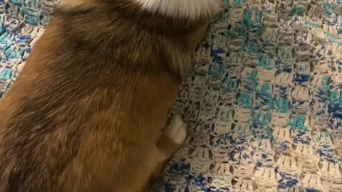 Making the bed with corgis