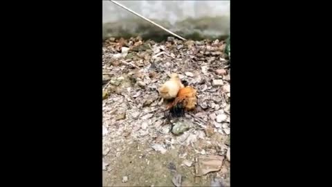 Chicken VS Dog Fight | Funny Animal Video