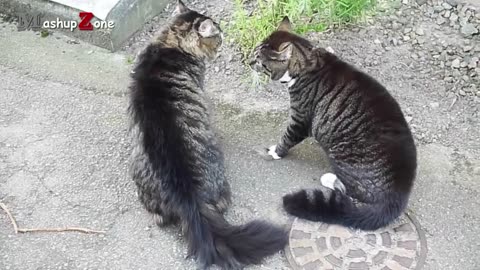 Funny cat Arguing /cats talking to each other compilation