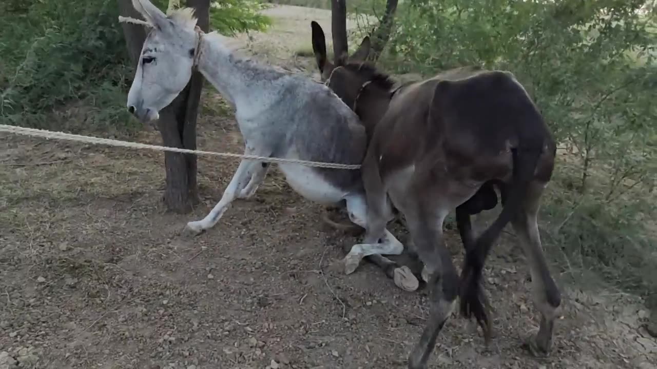 krycie koni zimnokrwistych skolskish sokol donkey 28 August 2023(720P_HD)