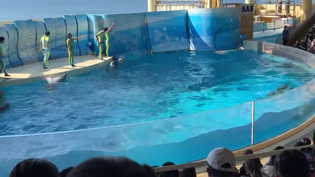 Amazing Dolphin show, surprising ending! Don’t miss it!