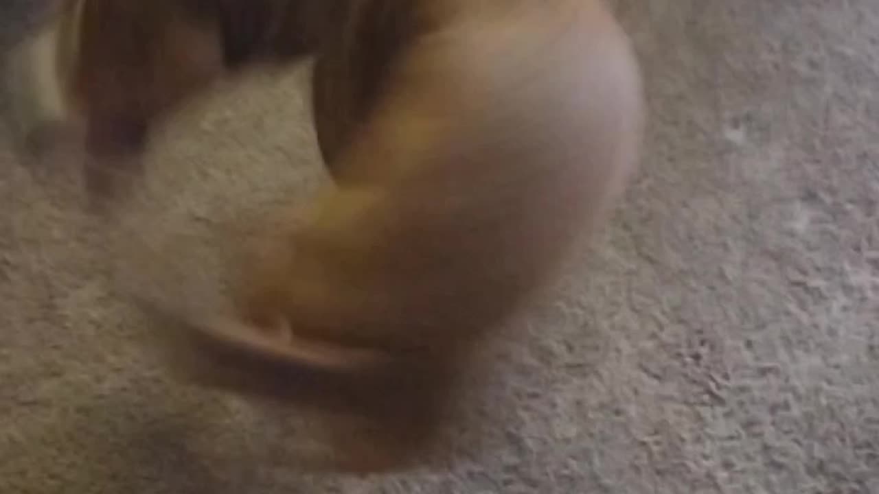 Funniest Animal Videos 2023 | Just chasing the Tail! Like👍, Share & Subscribe👇