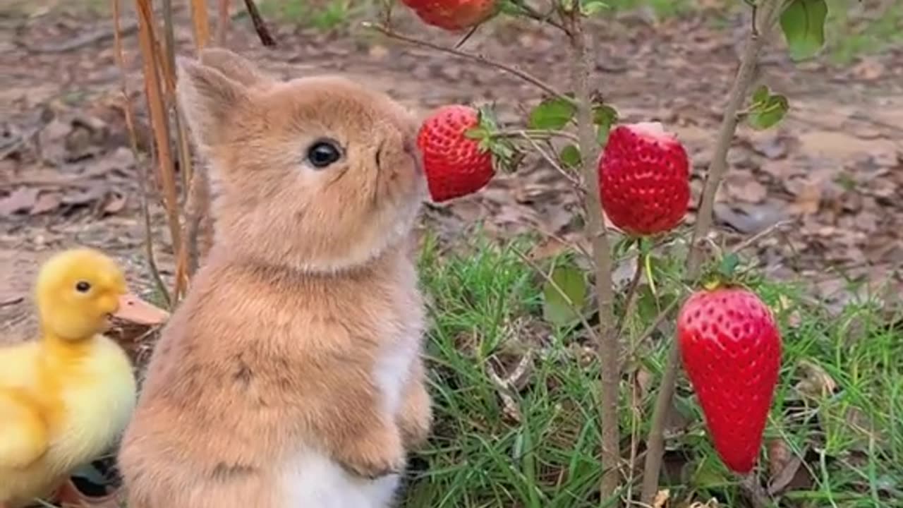 Beautiful rabbit eating strawberries 😋