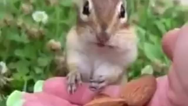 Chipmunk tasting an almond for the first time.