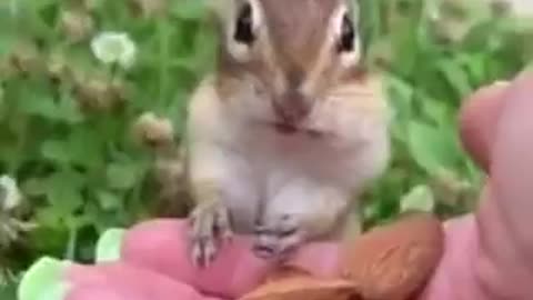 Chipmunk tasting an almond for the first time.