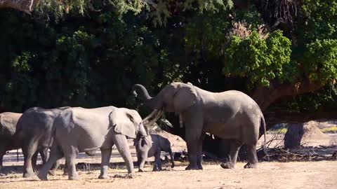 ELEPHANT SOUNDS FOR KIDS - Learn Trumpeting, Rumbling, and Roaring Sound Effects of Elephants-8
