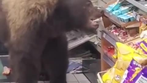 Nothing to see here...just a bear stealing a snack.. 😅