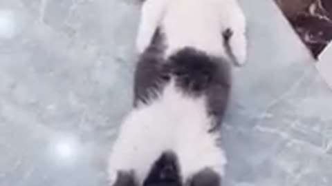 When cat is sleeping wait for reaction