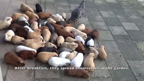 A day in the life of a herd of around 60 guinea