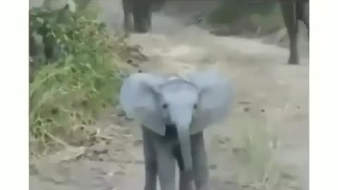 Baby elephant vedio