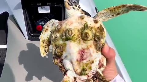 Little turtle saved