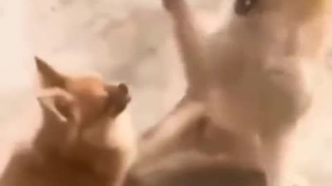 Best Funny Animal Videos