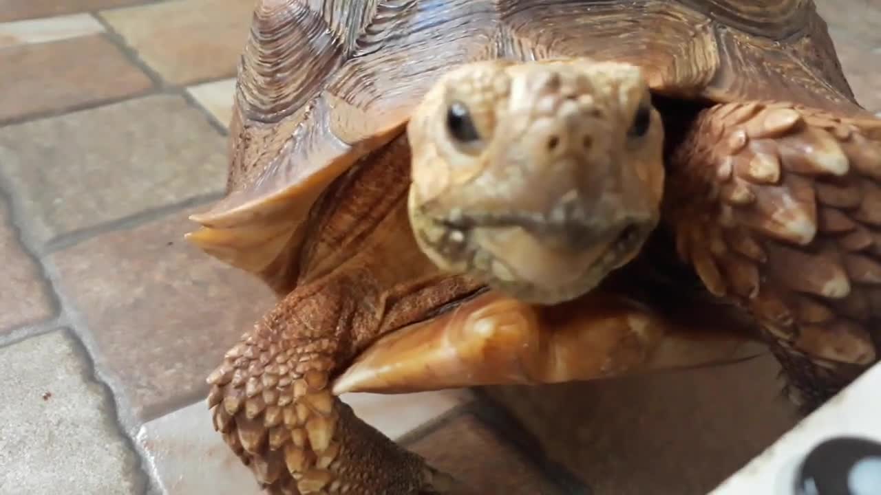 Sulcata Tortoise Eating Banana (Sulaiman) - Hand Feeding-7