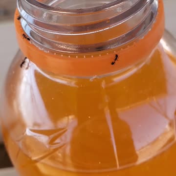 🐜 antgot into my Gatorade