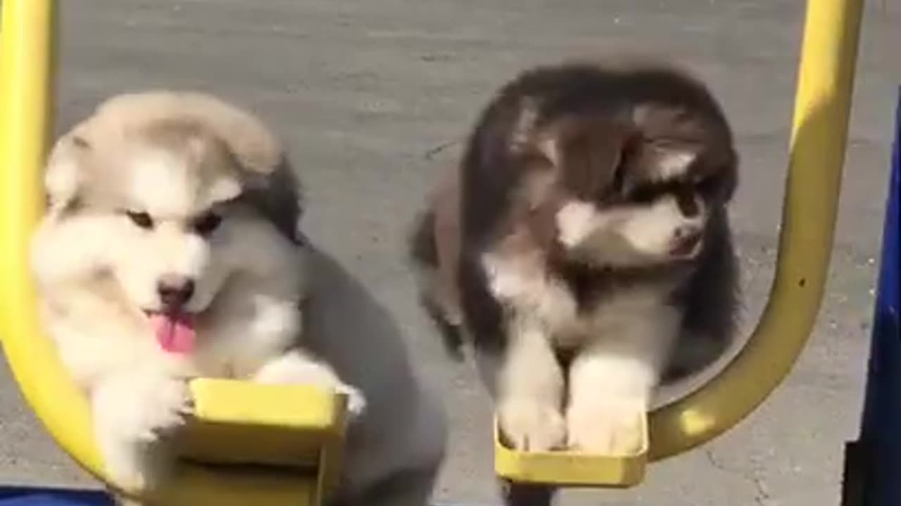 Baby puppy running