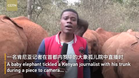 Cuteness alert: Baby elephant interrupts Kenyan reporter during a piece to camera