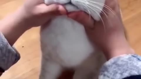 Most satisfying face cat funny video 2023