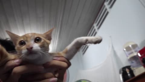 How Cats React When Seeing Stranger 1st Time - Running or Being Friendly 6_ _ Viral Cat