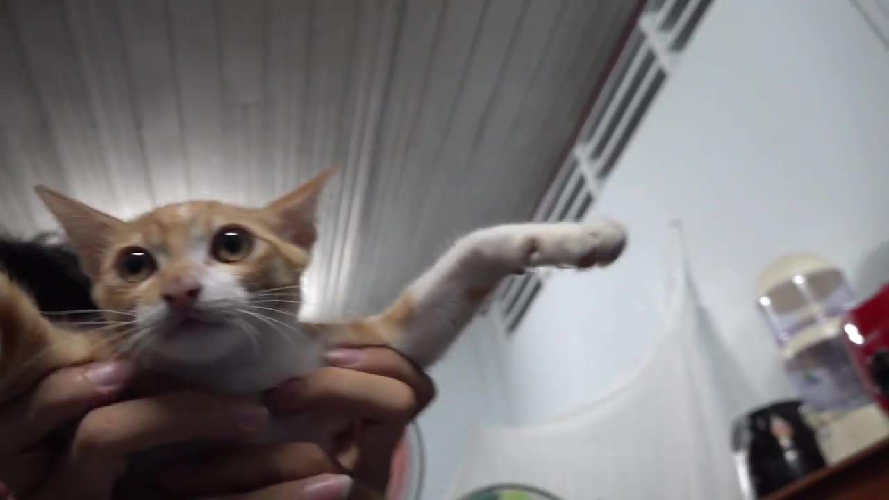 How Cats React When Seeing Stranger 1st Time - Running or Being Friendly 6_ _ Viral Cat