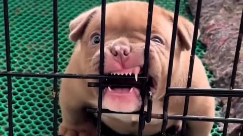 Funny Bully Dog