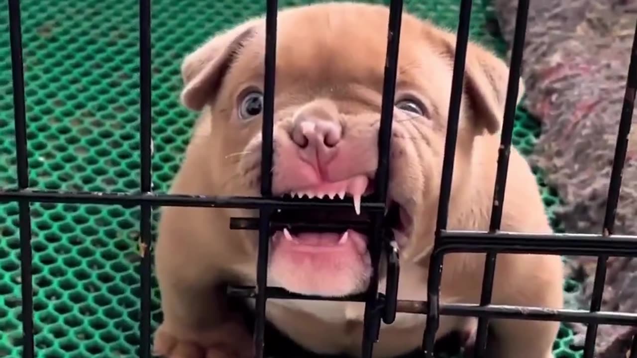 Funny Bully Dog