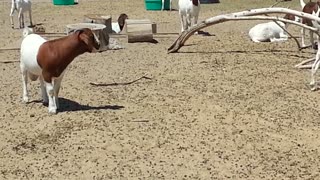 Goat Buck Chasing Does