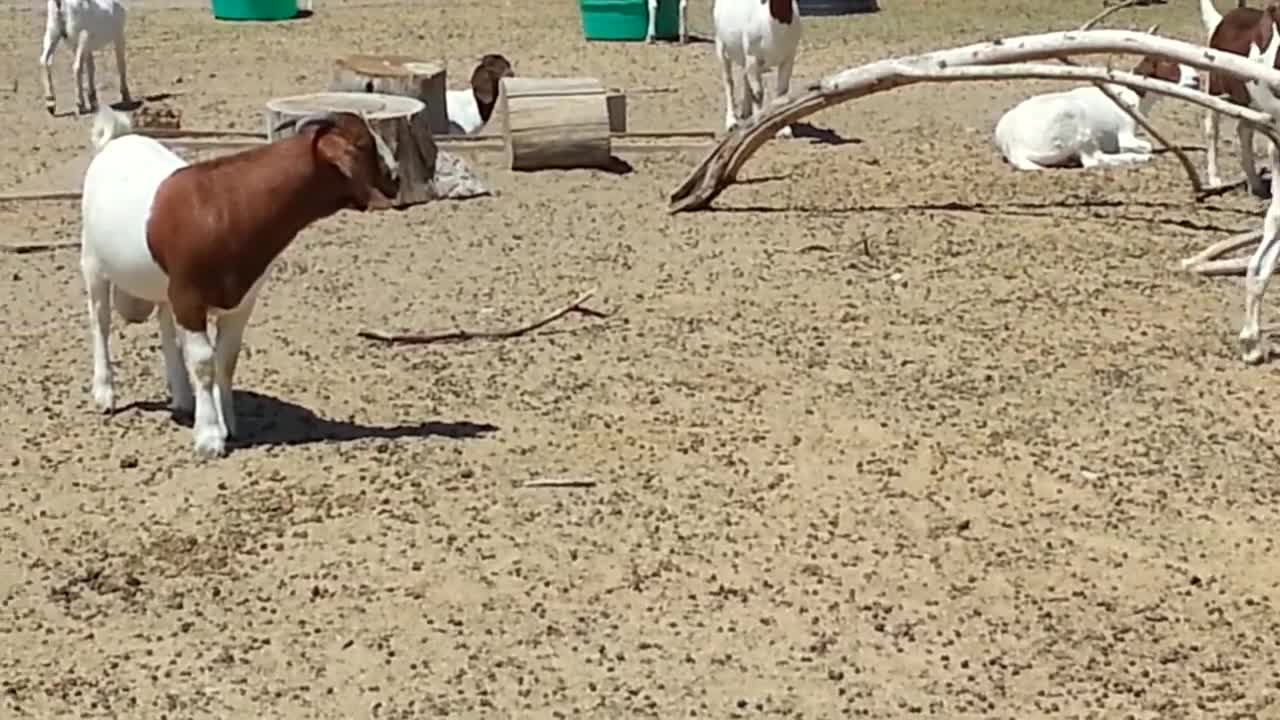 Goat Buck Chasing Does