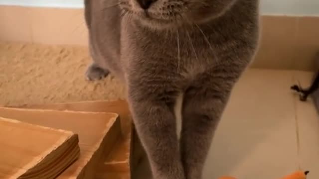 Funny cats!! listen to his sound:))