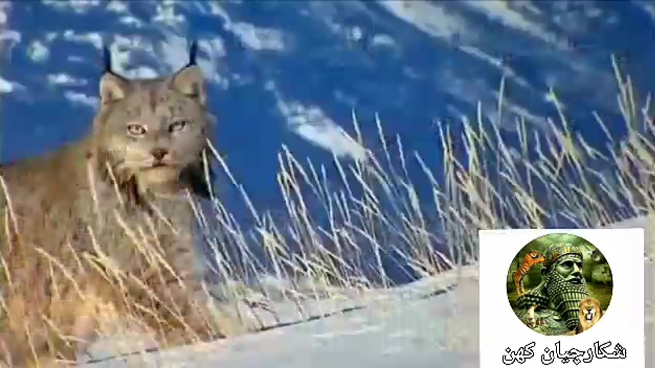 A very beautiful video of the nature of Lorestan province - Iran