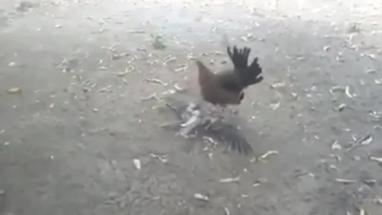 SERANGAN AYAM KE BURUNG ELANG