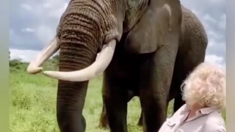 Elephants are so smart!