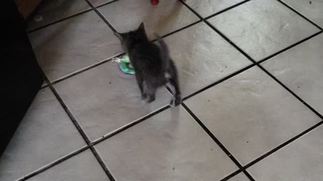 More smokey learning to play